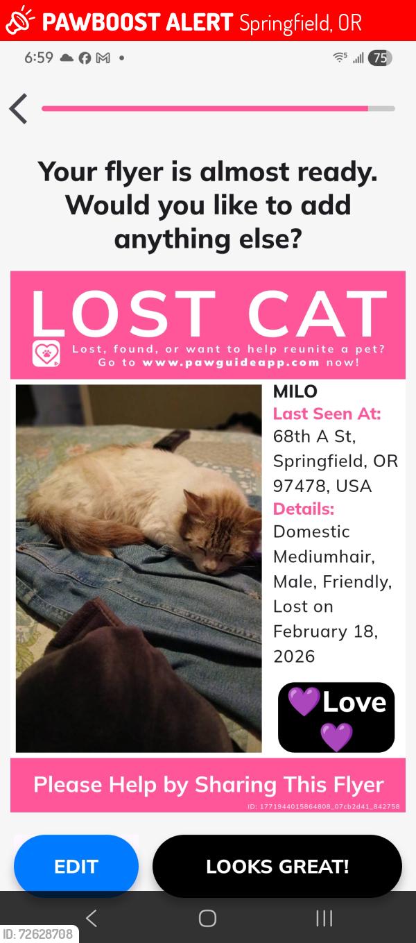Lost Male Cat last seen A st, Springfield, OR 97478