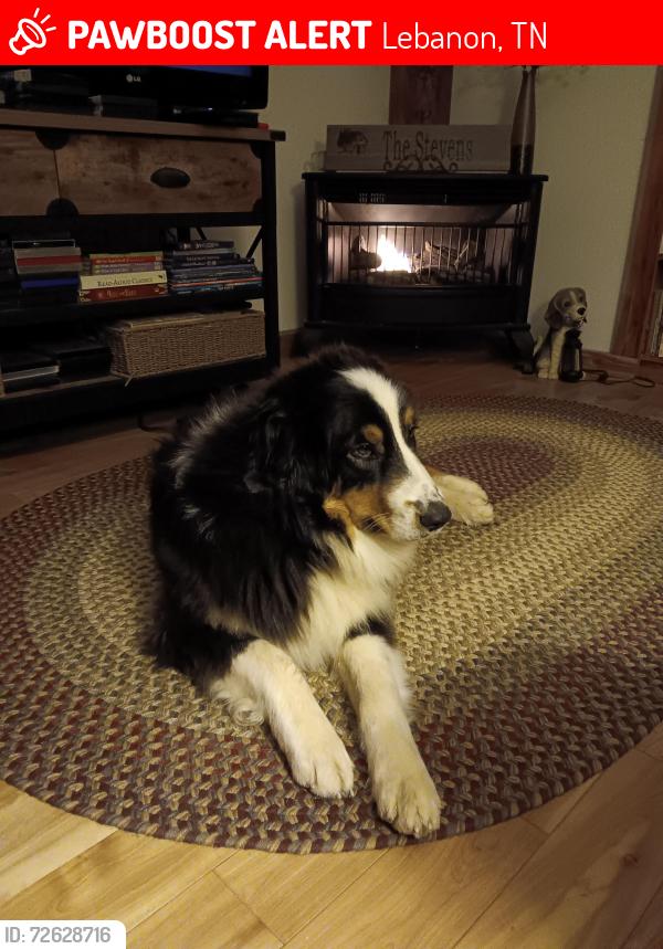 Lost Male Dog last seen Zachary and Gwynn Rd, Lebanon, TN 37090