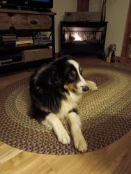 Lost Male Dog last seen Zachary and Gwynn Rd , Lebanon, TN 37090