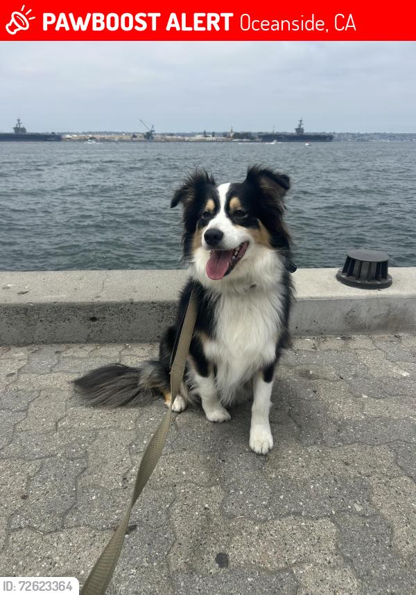 Lost Male Dog last seen Mira Mesa Avenue, Oceanside, Oceanside, CA 92056
