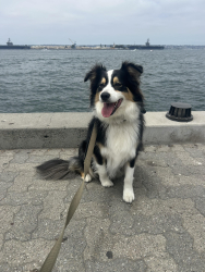 Lost Male Dog last seen Mira Mesa Avenue, Oceanside, Oceanside, CA 92056