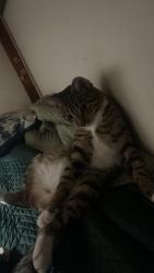 Lost Male Cat last seen Near w Walton St , Chicago, IL 60622
