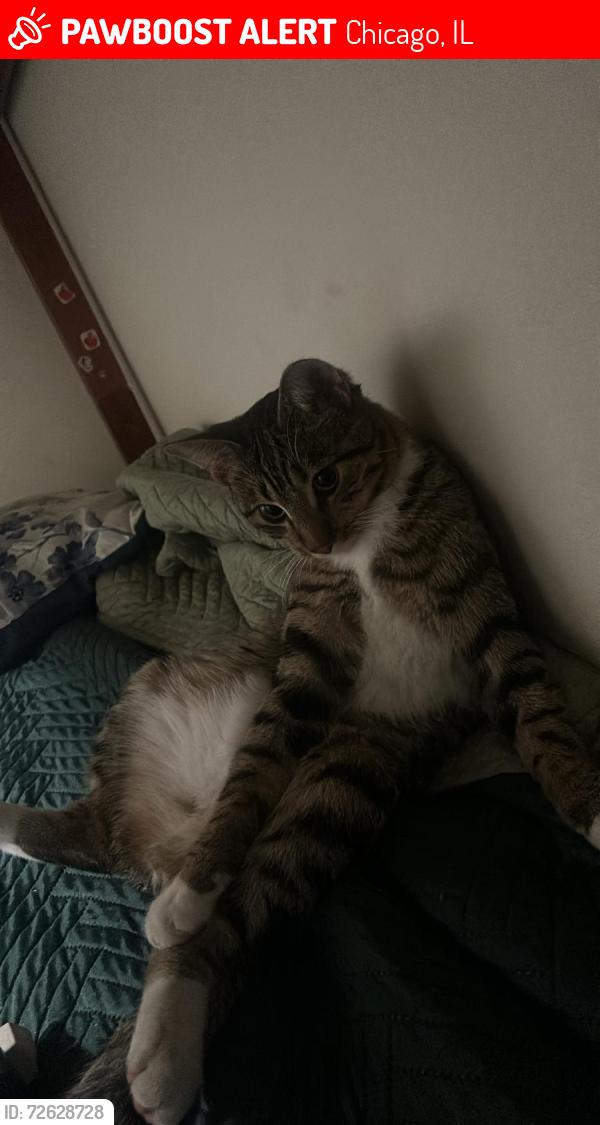 Lost Male Cat last seen Near w Walton St , Chicago, IL 60622