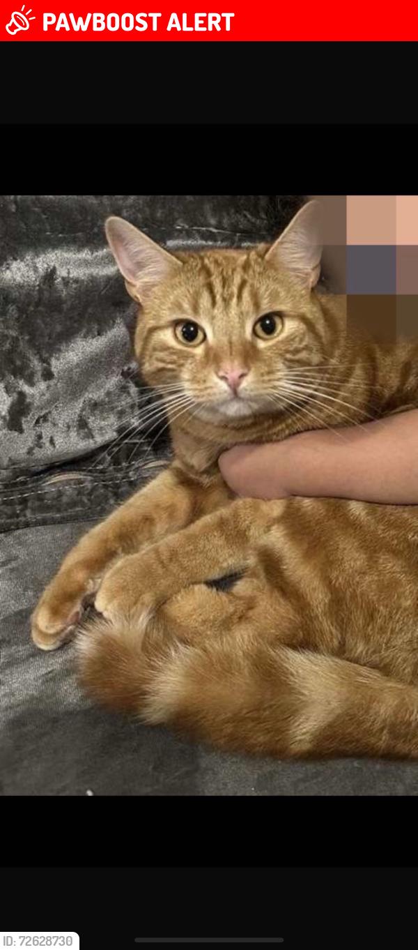 Lost Male Cat last seen Frankley Beeches Road, West Midlands, England B31 5NL