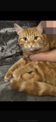 Lost Male Cat last seen Frankley Beeches Road, West Midlands, England B31 5NL