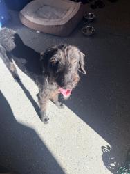 Found/Stray Male Dog last seen Lone mountain / fort apache, Lone Mountain, NV 89129
