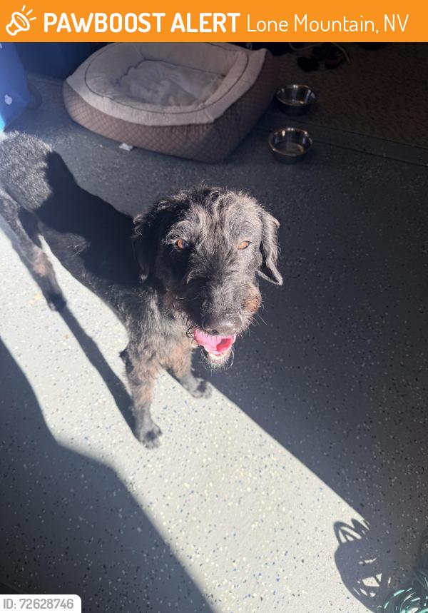 Found/Stray Male Dog last seen Lone mountain / fort apache, Lone Mountain, NV 89129