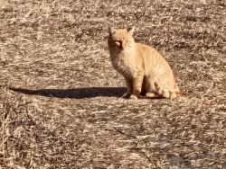 Found/Stray Unknown Cat last seen Southside Rapid Valley, Rapid City, SD 57703