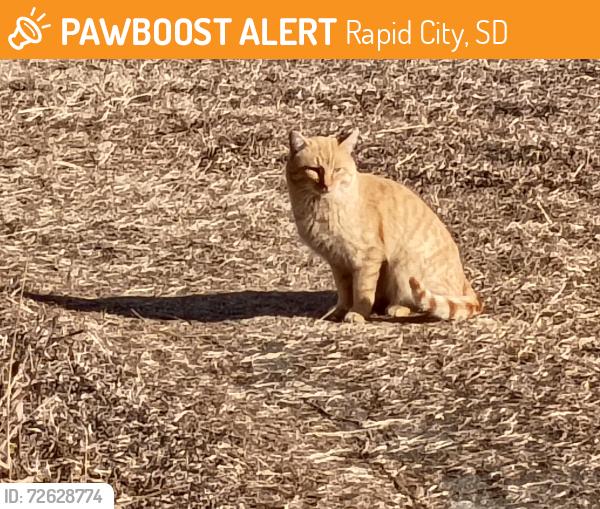 Found/Stray Unknown Cat last seen Southside Rapid Valley, Rapid City, SD 57703