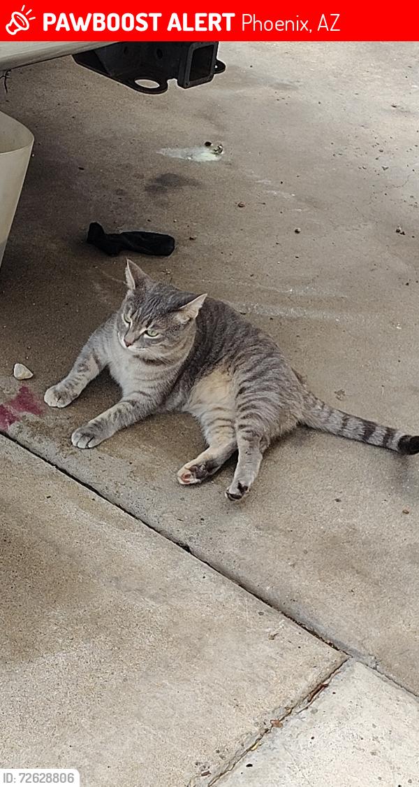 Lost Female Cat last seen 19th Ave and bell road, on the wall in between Kohl's and the Toyota dealership , Phoenix, AZ 85023