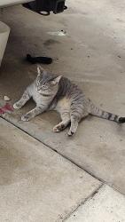 Lost Female Cat last seen 19th Ave and bell road, on the wall in between Kohl's and the Toyota dealership , Phoenix, AZ 85023
