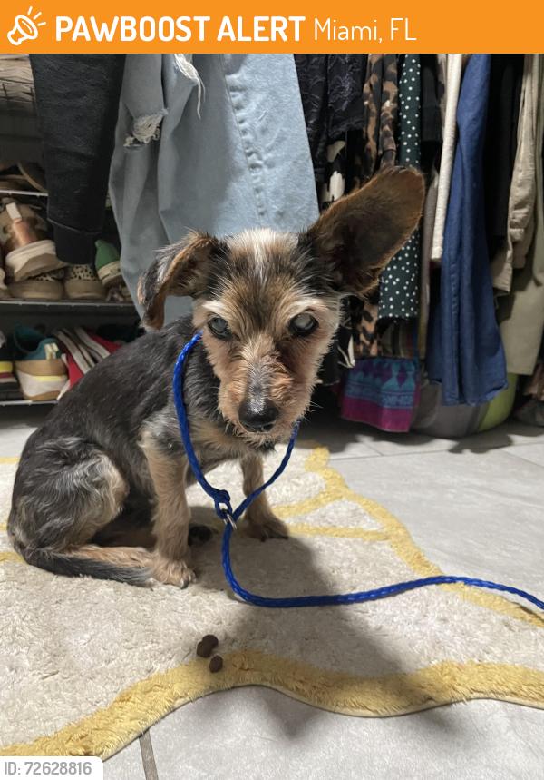 Found/Stray Female Dog last seen nw 6th avenue and 51st street, Miami, FL 33127