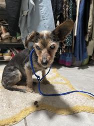 Found/Stray Female Dog last seen nw 6th avenue and 51st street, Miami, FL 33127