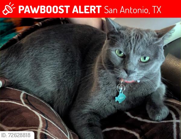 Lost Female Cat last seen Tampke/Sagerock Pass, San Antonio, TX 78247