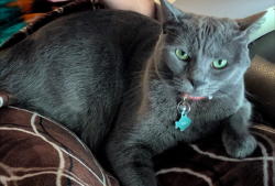 Lost Female Cat last seen Tampke/Sagerock Pass, San Antonio, TX 78247