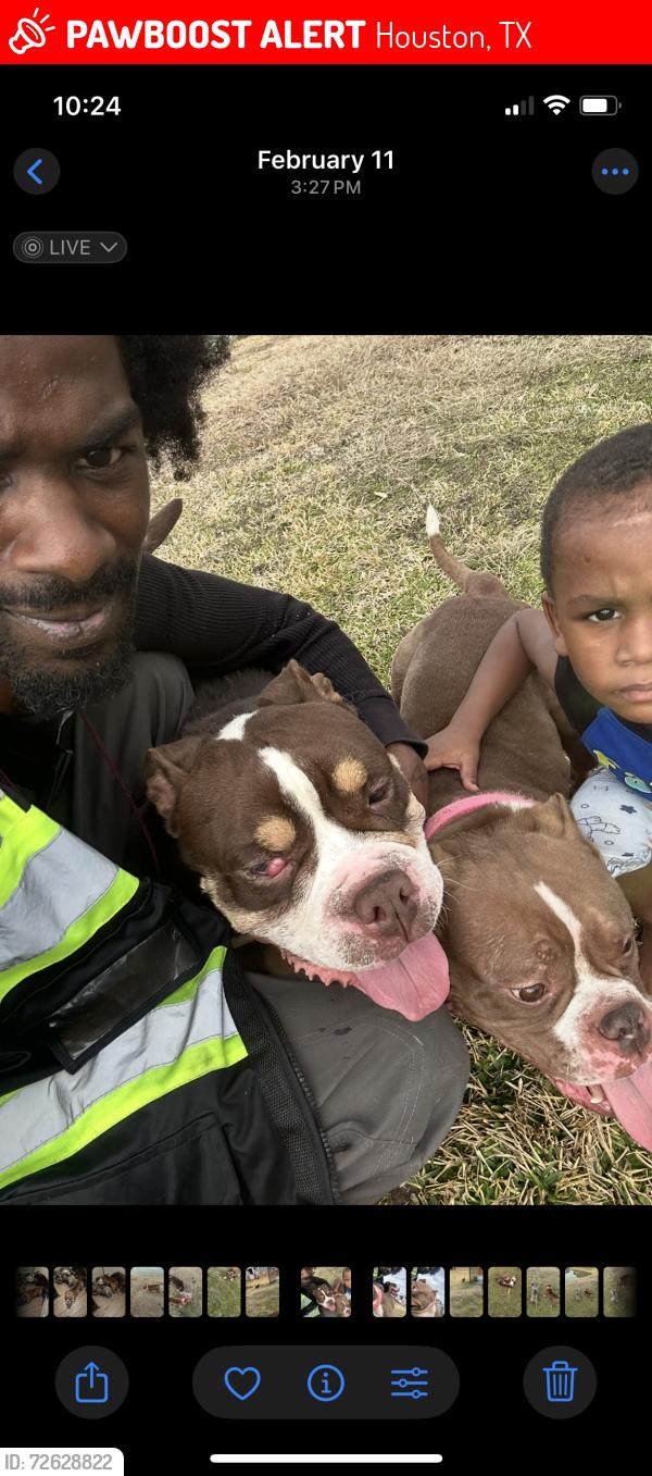 Lost Male Dog last seen Ennis, Houston, TX 77004