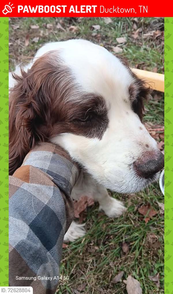 Lost Male Dog last seen Industrial drive and highway 64, Ducktown, TN 37317