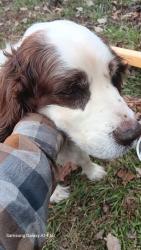 Lost Male Dog last seen Industrial drive and highway 64, Ducktown, TN 37317