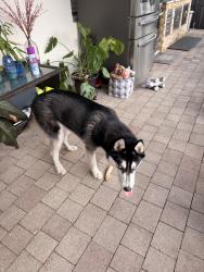 Found/Stray Male Dog last seen Found by Kirk Road and Pot O Gold St , West Palm Beach, FL 33406