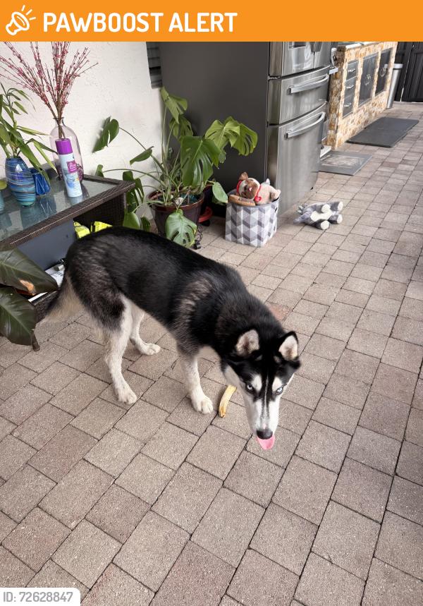 Found/Stray Male Dog last seen Found by Kirk Road and Pot O Gold St , West Palm Beach, FL 33406
