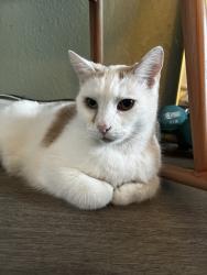 Lost Male Cat last seen Inside the complex was where he was last seen, San Bernardino, CA 92407