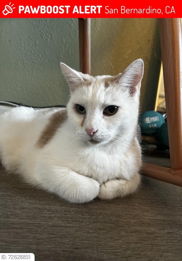 Lost Male Cat last seen Inside the complex was where he was last seen, San Bernardino, CA 92407