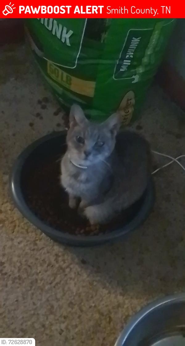 Lost Female Cat last seen Wilkerson Hollow lane, Bradford hill, Smith County, TN 38547
