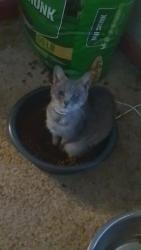 Lost Female Cat last seen Wilkerson Hollow lane, Bradford hill, Smith County, TN 38547