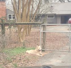 Lost Male Dog last seen Hwy 41 S near Wabash; 764 Liberty Rd, Milner, Milner, GA 30257