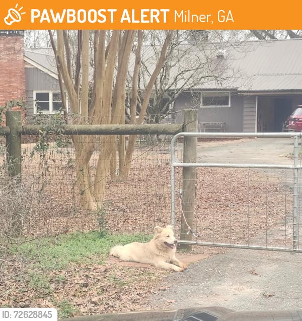 Lost Male Dog last seen Hwy 41 S near Wabash; 764 Liberty Rd, Milner, Milner, GA 30257