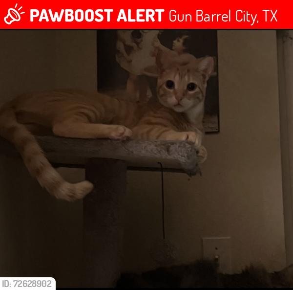 Lost Male Cat last seen Harbor point neighborhood on Masthead rd, Gun Barrel City, TX 75156