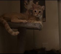 Lost Male Cat last seen Harbor point neighborhood on Masthead rd, Gun Barrel City, TX 75156