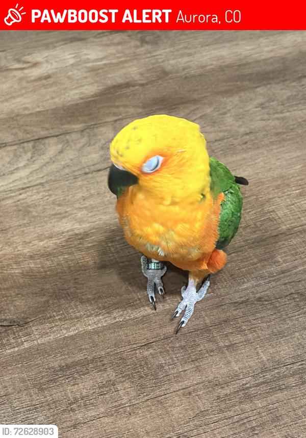 Lost Female Bird last seen Moline and 12th, Aurora, CO 80010
