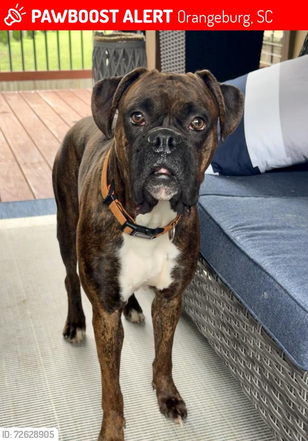 Lost Male Dog last seen Magnolia & Chestnut St. Marathon Gas Station & CVS, Orangeburg, SC 29115