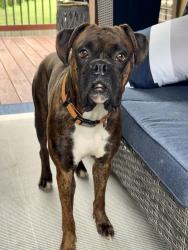 Lost Male Dog last seen Magnolia & Chestnut St. Marathon Gas Station & CVS, Orangeburg, SC 29115