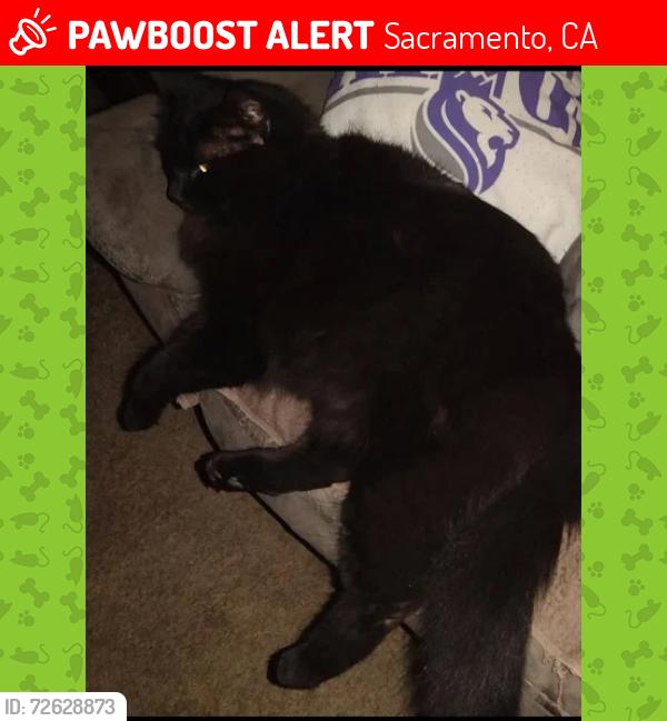 Lost Male Cat last seen Northview & Bridgeford, Sacramento, CA 95833