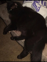 Lost Male Cat last seen Northview & Bridgeford, Sacramento, CA 95833