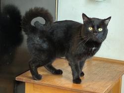 Found/Stray Male Cat last seen Alling Park, Tacoma, WA 98408