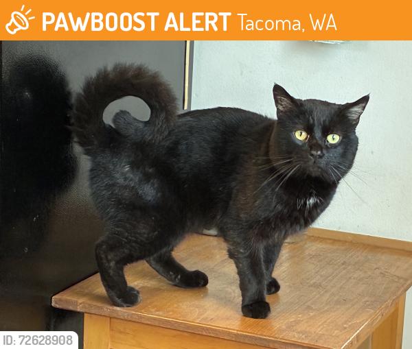 Found/Stray Male Cat last seen Alling Park, Tacoma, WA 98408