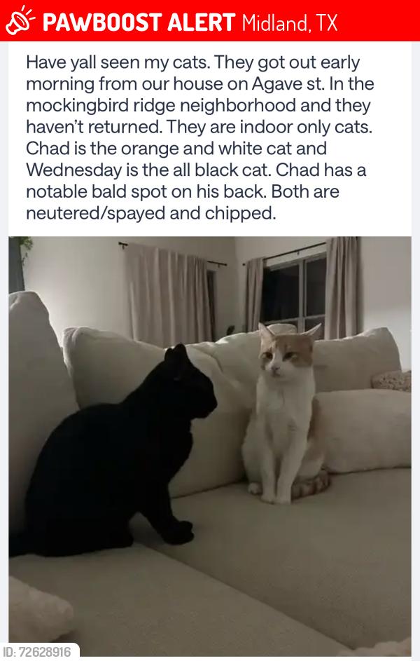 Lost Male Cat last seen Fairgrounds, Midland, TX 79705