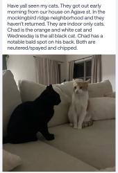 Lost Male Cat last seen Fairgrounds, Midland, TX 79705