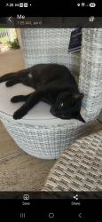 Lost Male Cat last seen Hillsboro housesprongs Rd, Hillsboro, MO 63050