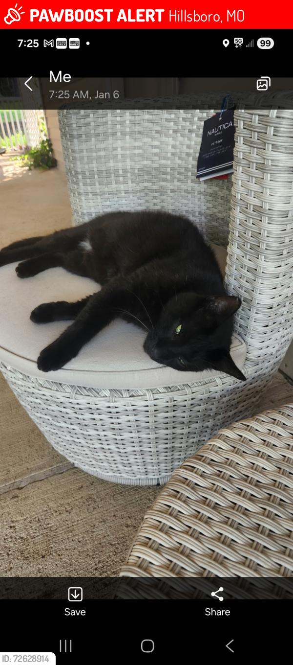 Lost Male Cat last seen Hillsboro housesprongs Rd, Hillsboro, MO 63050