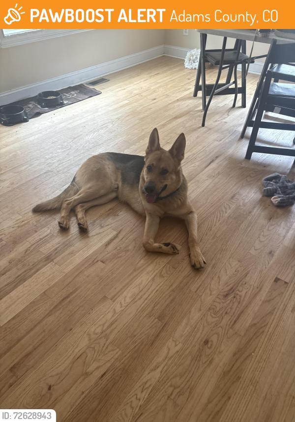 Found/Stray Male Dog last seen Riverdale road , Adams County, CO 80605