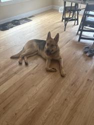 Found/Stray Male Dog last seen Riverdale road , Adams County, CO 80605