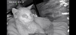 Found/Stray Unknown Cat last seen Fairfield Drive, Plainfield, IL 60586