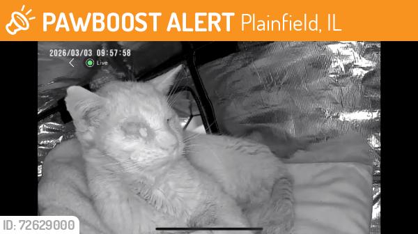 Found/Stray Unknown Cat last seen Fairfield Drive, Plainfield, IL 60586