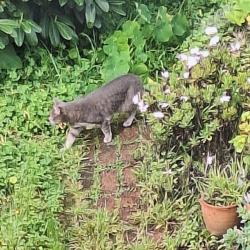 Found/Stray Unknown Cat last seen West cliff drive and Chico , Santa Cruz, CA 95060