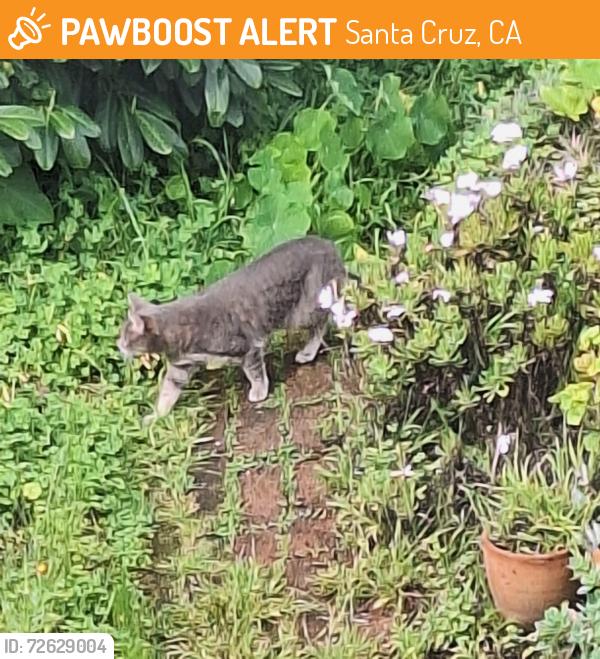 Found/Stray Unknown Cat last seen West cliff drive and Chico, Santa Cruz, CA 95060