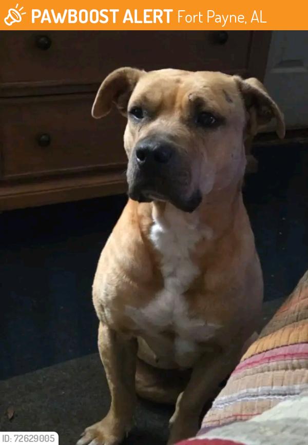 Found/Stray Male Dog last seen 65th street nw fort payne, Fort Payne, AL 35967